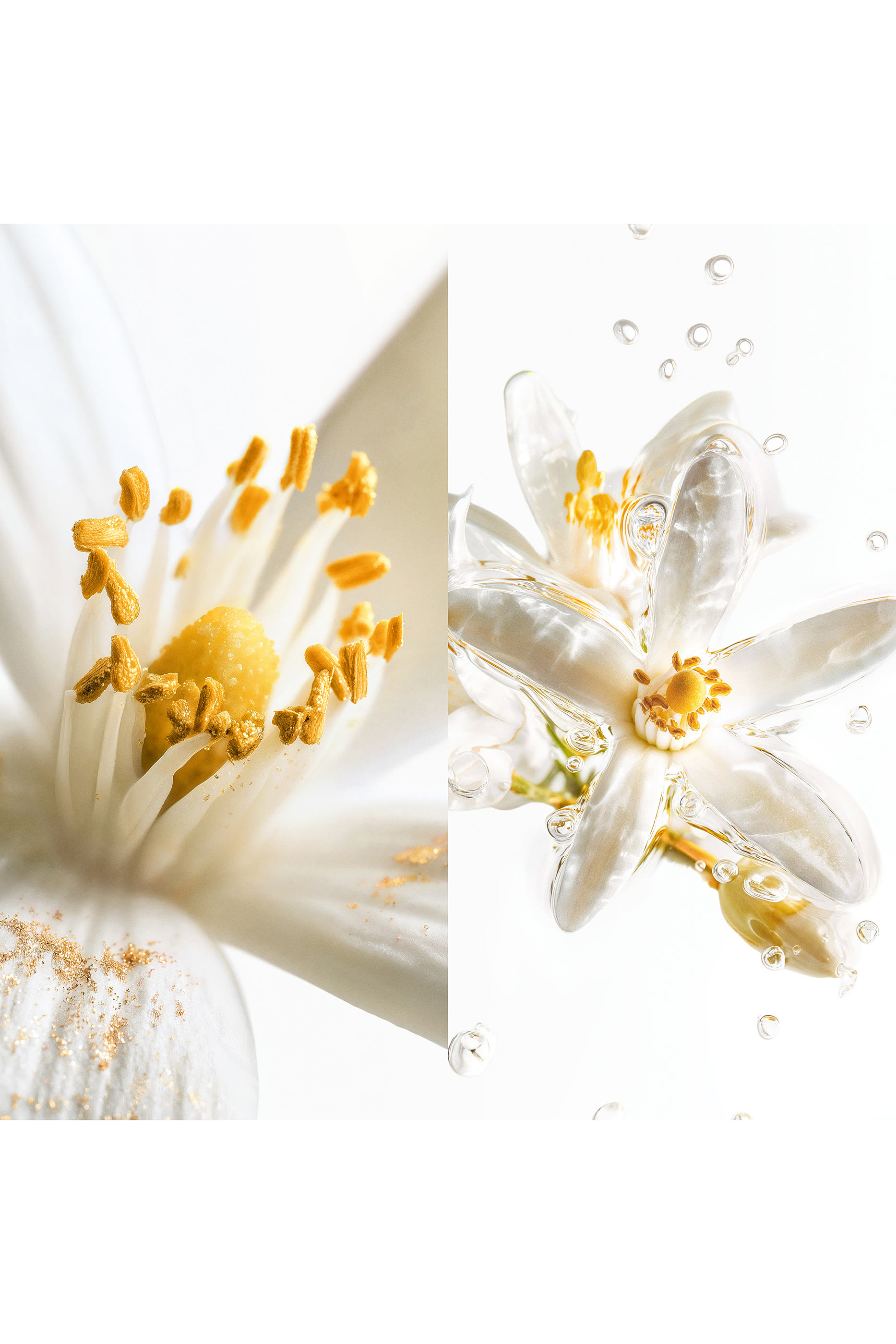 Ch.1: Scentsorium Blaze of Stillness Parfum