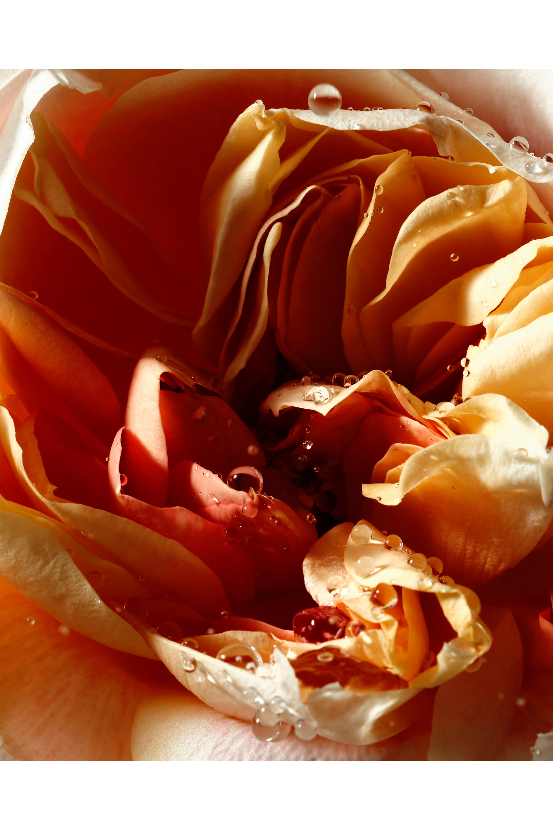 Pepper & Rose Hand Cream