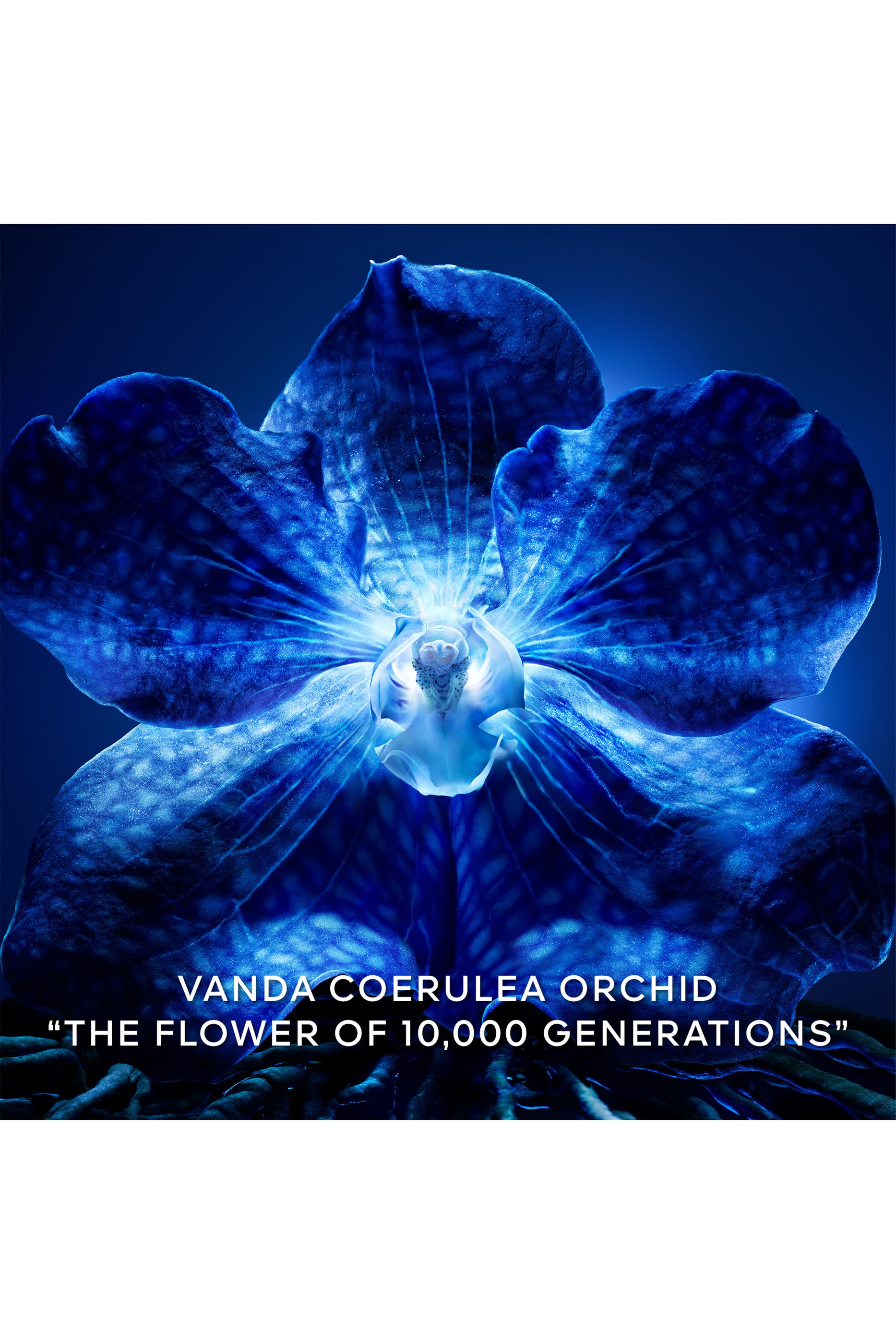 Orchid&eacute;e Imp&eacute;riale The Longevity Concentrate