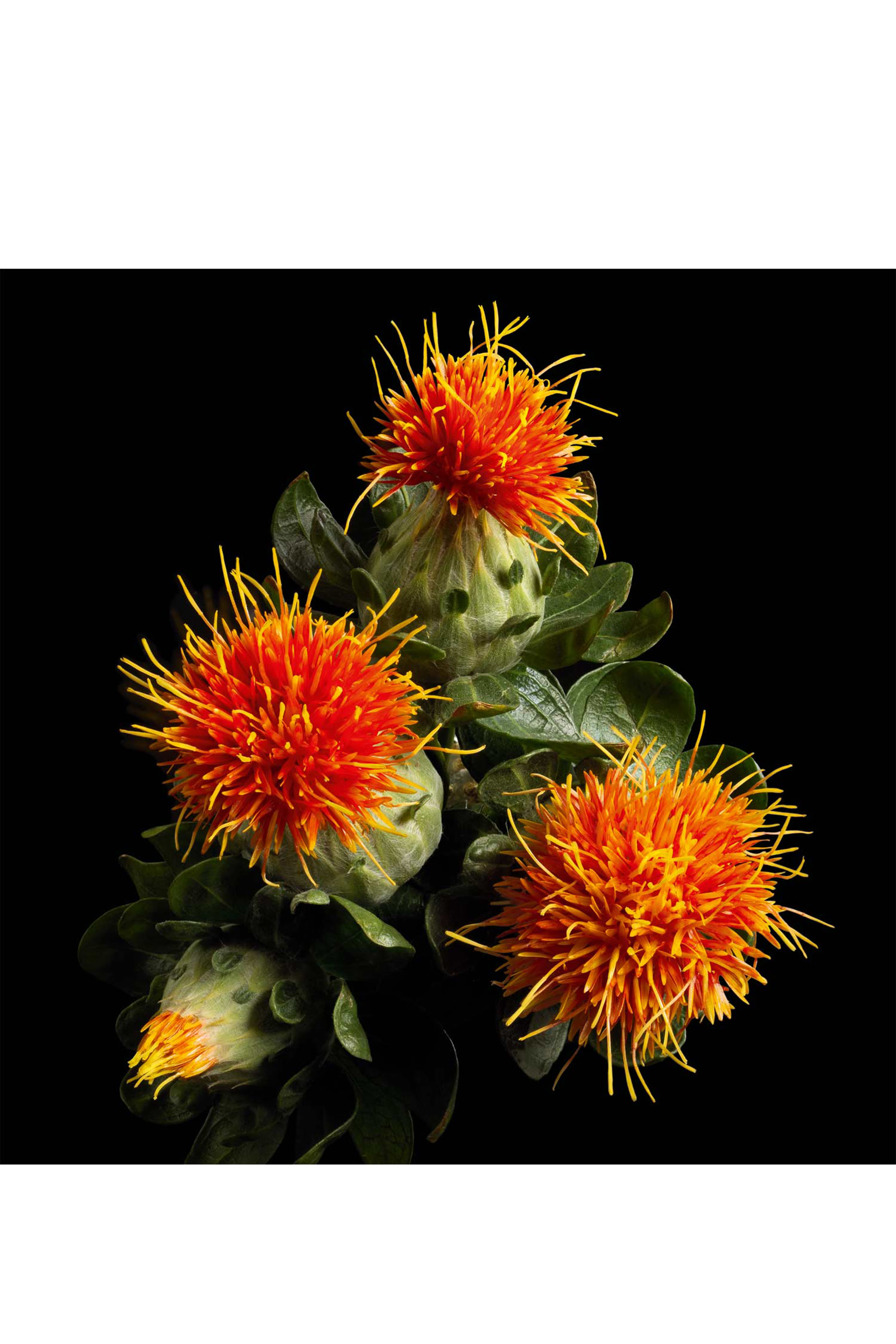 Or Rouge Anti-Aging Face Oil