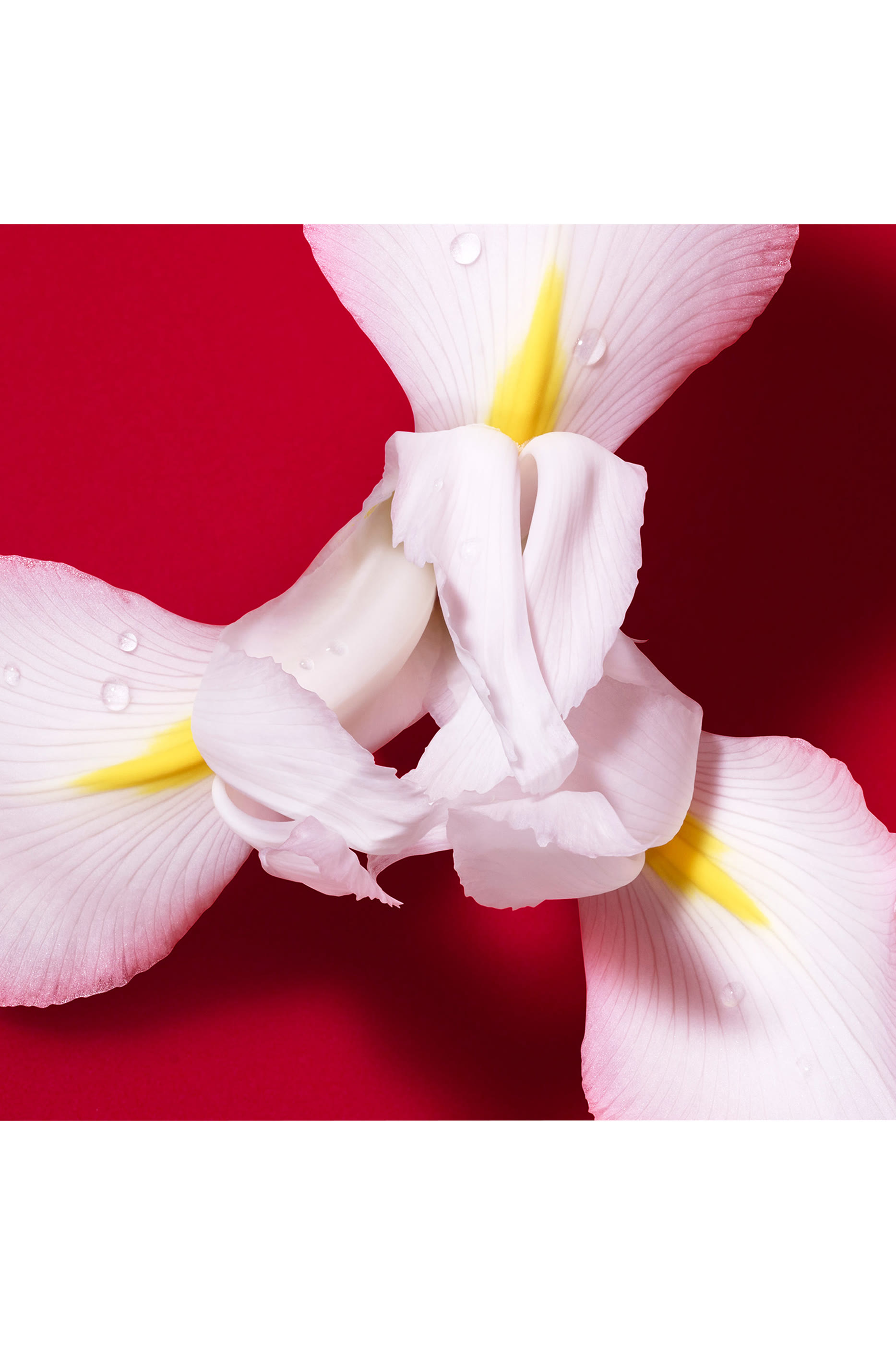 Si Passione Red Bloom Eau De Parfum 