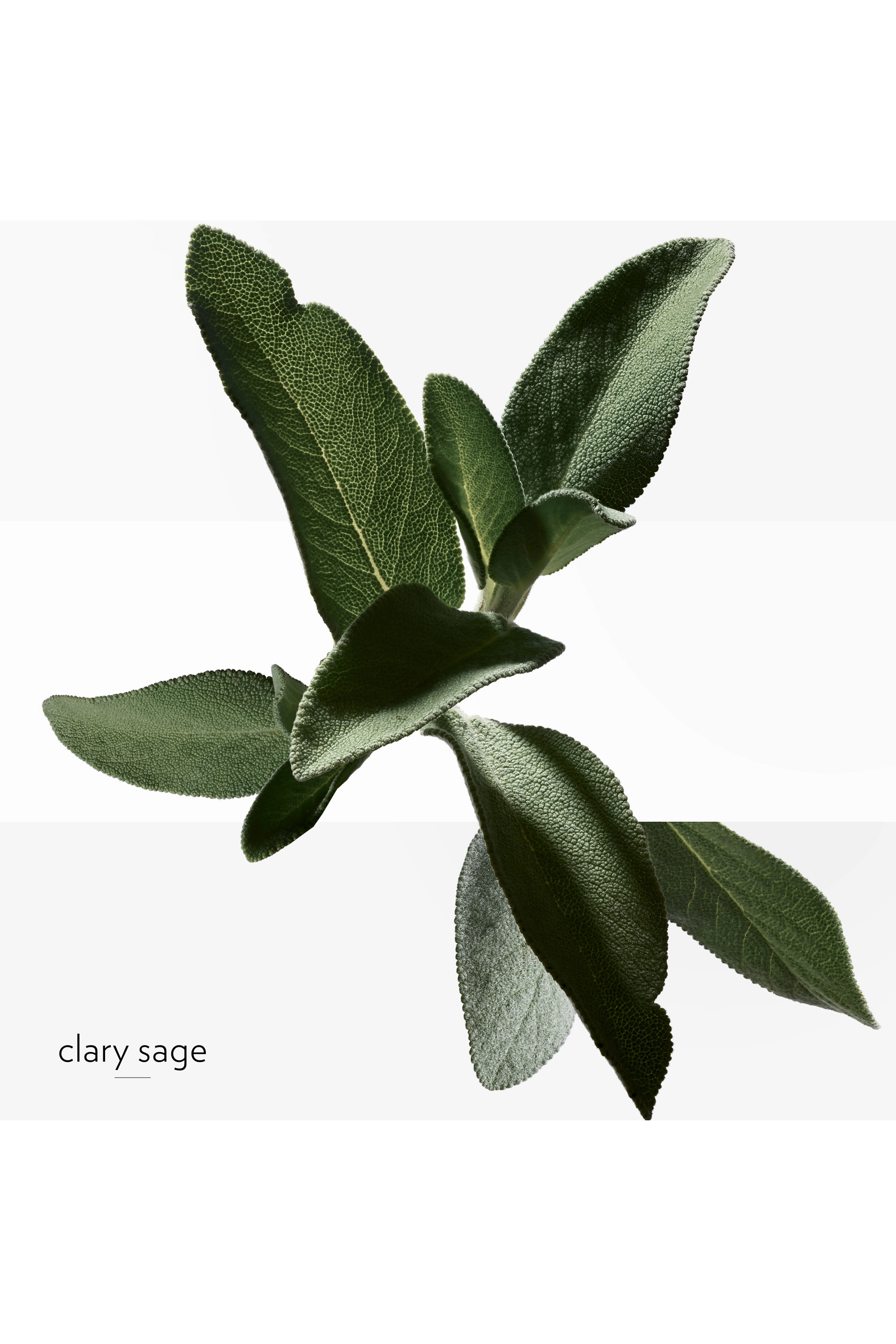 H24, Eau de Toilette