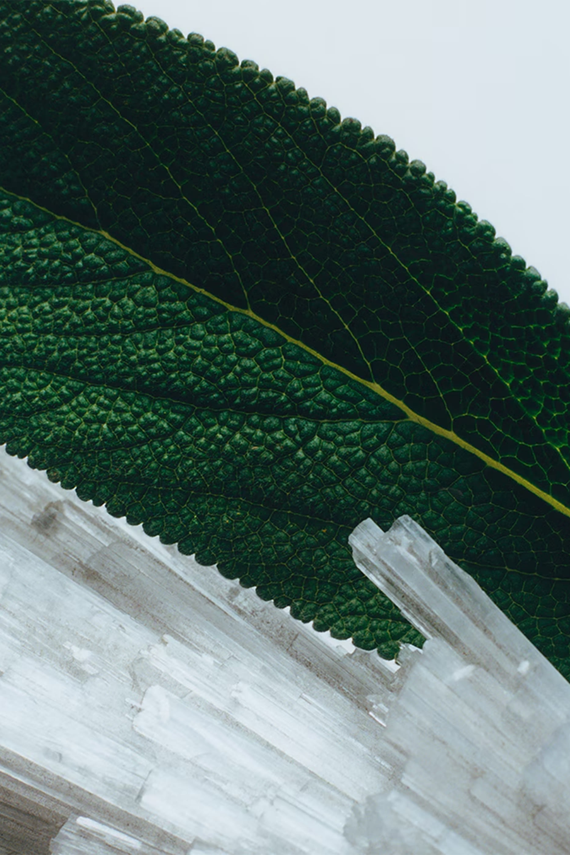 Wood Sage and Sea Salt Body Cr&egrave;me Intense