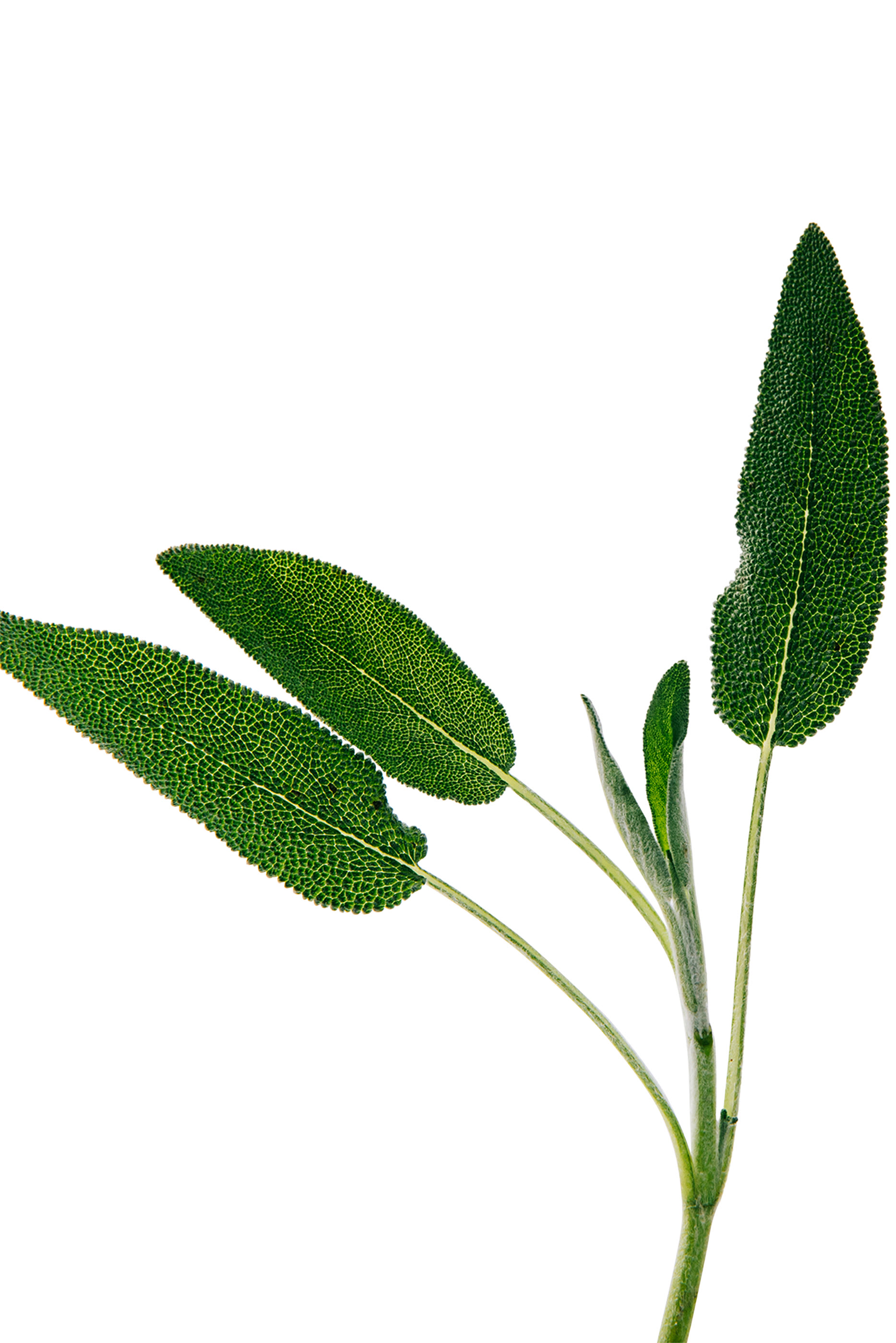 Un Paseo Por Madrid Prado Eau de Parfum