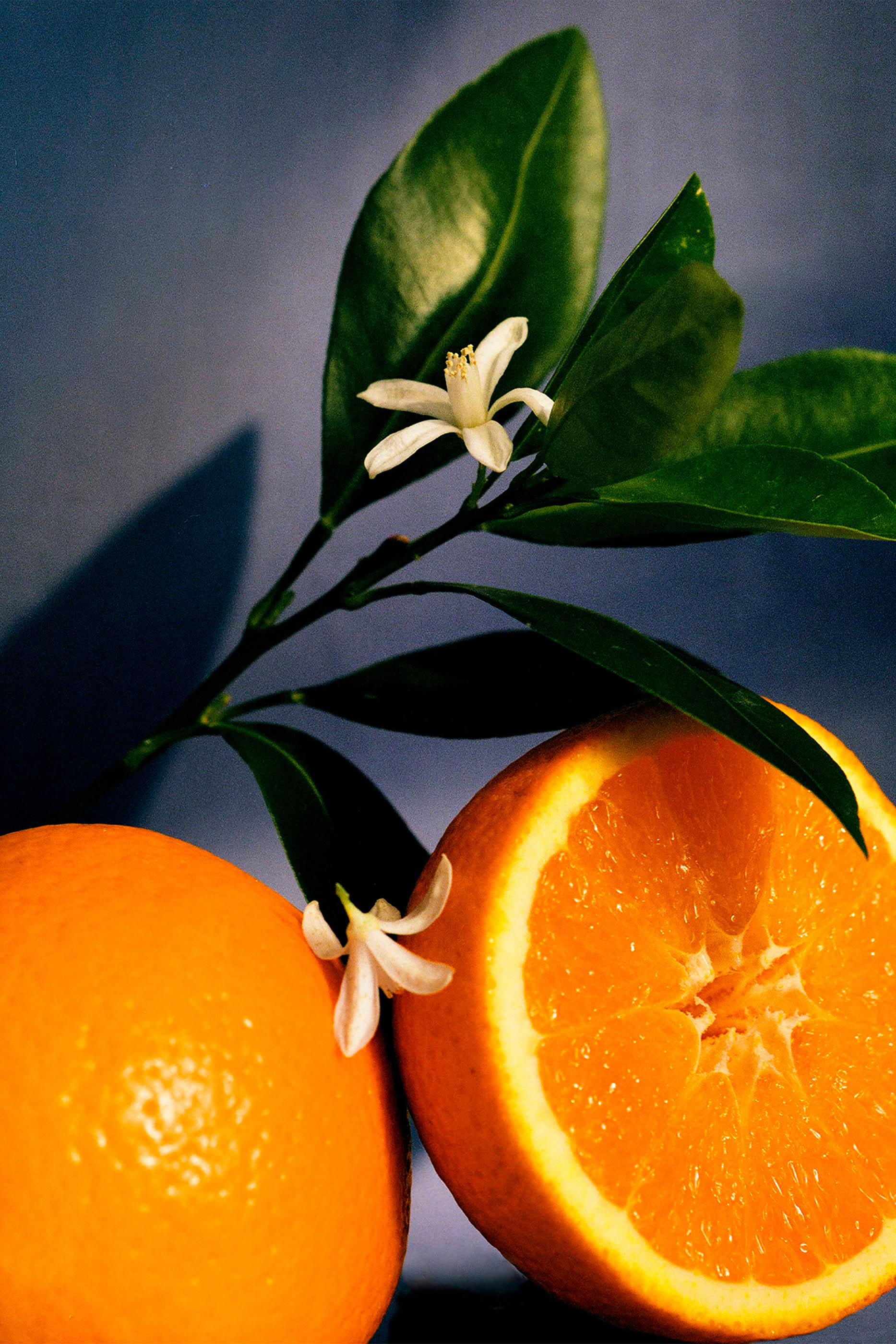 Orange Blossom Small Candle